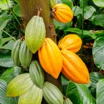 Nos 6 origines de cacao