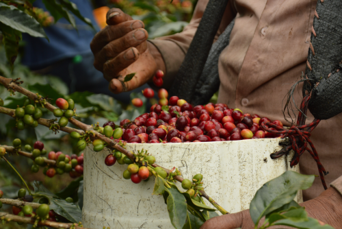 Lire la suite à propos de l’article Augmentation des prix du café en 2024 : Ce que cela signifie pour les consommateurs et les producteurs