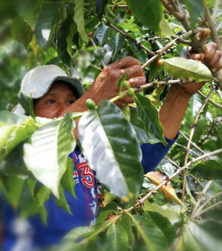 producteur finca la julia