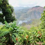 L’Engagement Durable de Shouka dans la Production de Café et de Chocolat