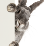 Quel chocolat offrir à Pâques ? Les conseils et les créations de Shoukâ 